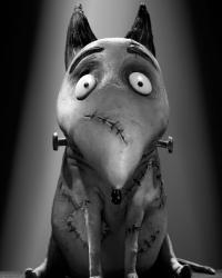 frankenweenie-exclusive-character-debuts-meet-victor-and-sparky-1340121926.jpg
